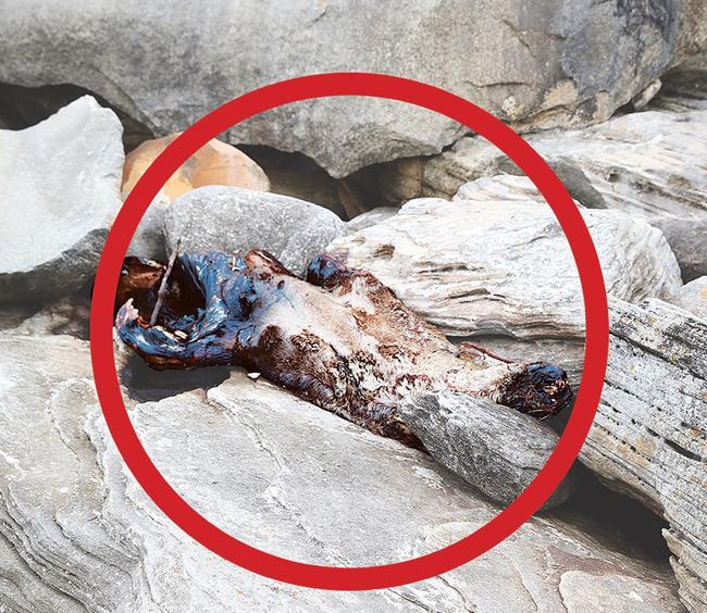 The Rotting seal carcass at Malabar Beach on January 11. Picture: Danny Aarons