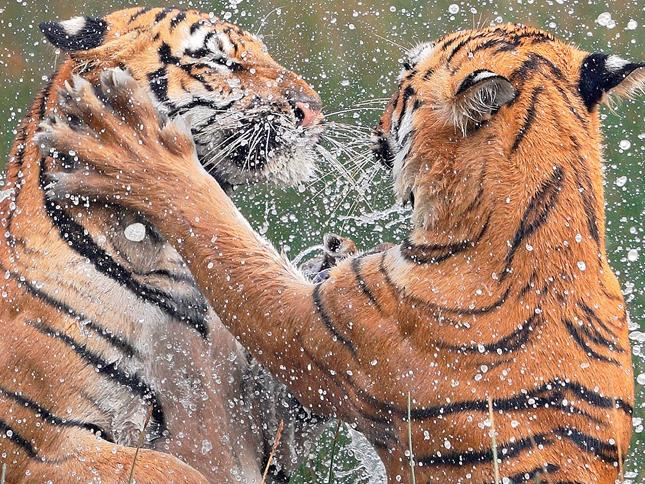 Highly Commended Animal Behaviour ... Playing Tigers, It was indeed a privilege to see and photograph these tigers (mother and her male cub) at Tadoba Tiger Reserve in India. We were witness to some unique moments between this mother and her cub. The tigress was playing with the subadult-cub - in fact this was a survival training for the cub. it's the plays and mock fights like these, that will help the cub learn the skills required to fight & hunt and to survive in the jungle. Picture: Vinod Bartakke/WildlifePhoto.com