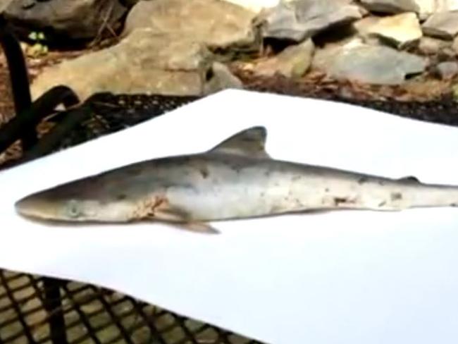 Baby shark ... the 33cm dogfish shark landed near a pond in a family’s backyard. Picture: wavy.com