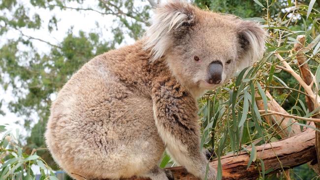 CQ University Koala researcher Dr Flavia Santamaria and other scientists have spent the past year studying chemicals in the mammal’s poo and how they impact their stress levels which could hold a key to preserving the iconic species. Picture: Mark Wilson