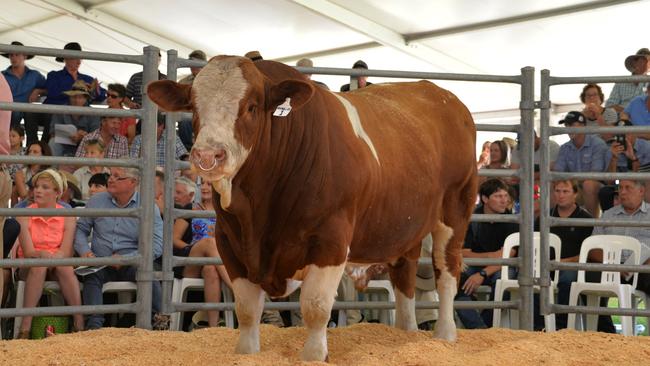 <s1>Big bucks: The $160,000 record-breaking Woonallee Los Angeles takes centre stage at the Woonallee bull sale at Furner. </s1>                        <s1/>                        <source>Picture: <s1>Ian Turner</s1></source>