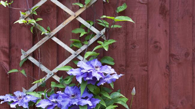 Going vertical with trellis is a good option to make use of space.