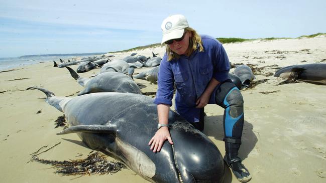 Marine biologist Dr. Rosemary Gales inspects the dead beached whales on King Island in 2004.