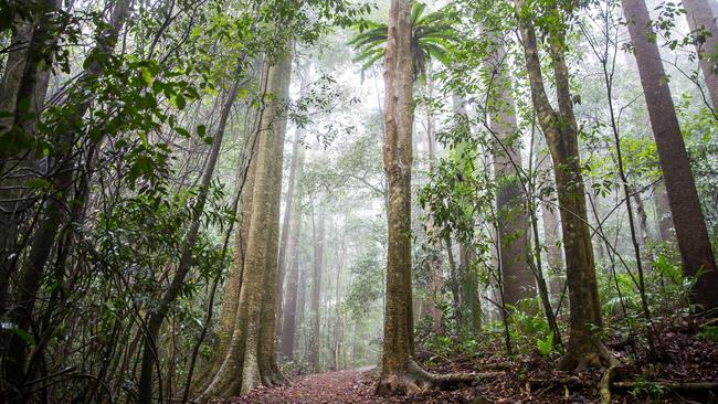 Mt. Mee area in D'Aguilar National Park, image courtesy of Visit Moreton Bay Region, for exhibition Hidden in Plain View at Pine Rivers Heritage Museum.