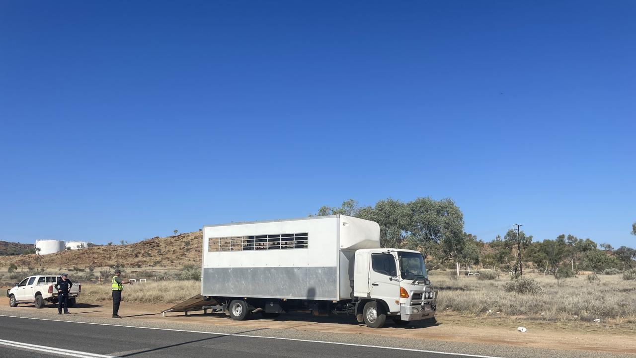 Police and rangers help the Alice Springs Turf Club load the last loose horse onto a truck, Monday October 14, 2024. Picture: Gera Kazakov