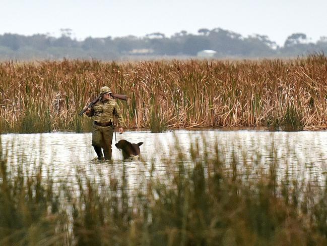 Duck hunting.A duck shooter.Picture: NIGEL HALLETT