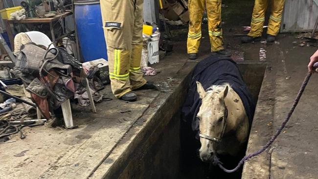 The owner of a Moolap property where a horse fell into a mechanical pit on Monday has been investigated by the RSPCA Victoria on multiple occasions, with neighbours concerned it could happen again .