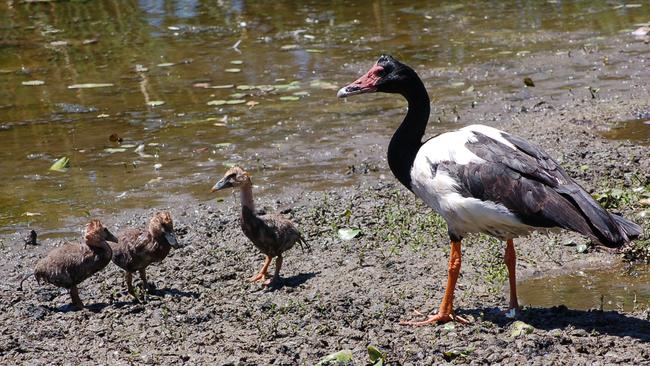 Magpie geese, goslings and other wildlife sometimes cross Lakeside Drive, creating a safety hazard for motorists. Picture: Supplied.