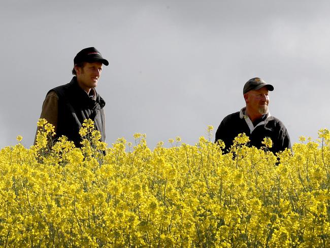 05/09/2017 Grain farmer Nathan Wegener with his Brett Wegener in their crops at Callington, east of Adelaide. Kelly Barnes/The Australian