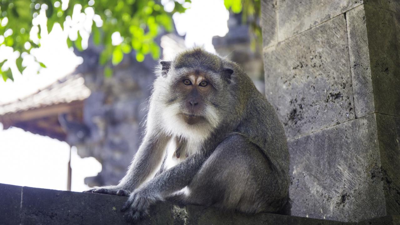 Monkeys like this macaque might look cute, but travellers should keep their distance. Picture: Supplied.