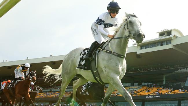 Grey mare Greysful Glamour has had success in Sydney and Melbourne and will chase the biggest win of her career in the All-Star Mile. Picture: Getty Images