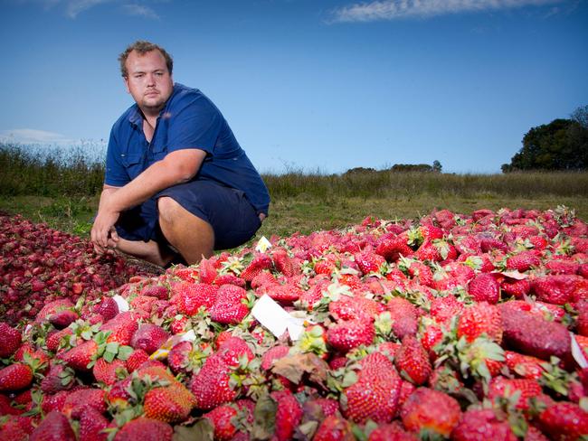 farmers have been forced to throw out tonnes of supplies of strawberries. Picture: Patrick Hamilton/AFP