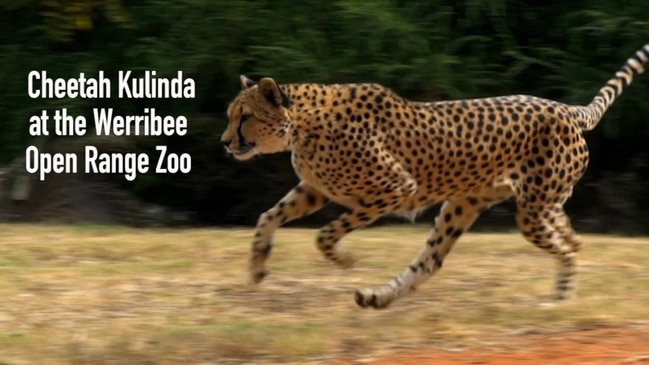 A day in the life of a zookeeper at Werribee Open Range Zoo, Victoria ...