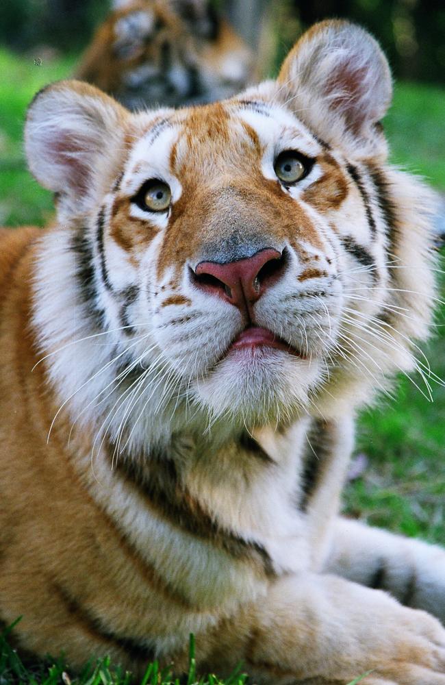 Rama at age 10 months. Picture: Dreamworld