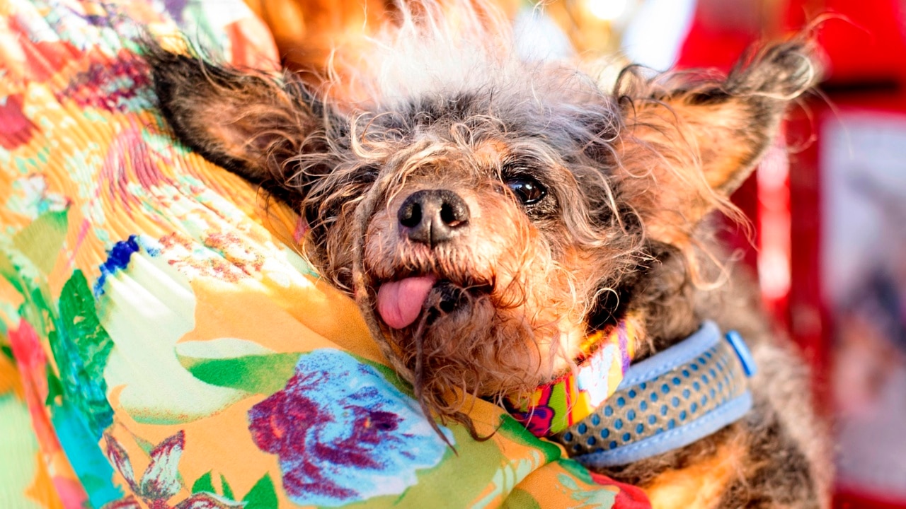 Ugly toy clearance poodle