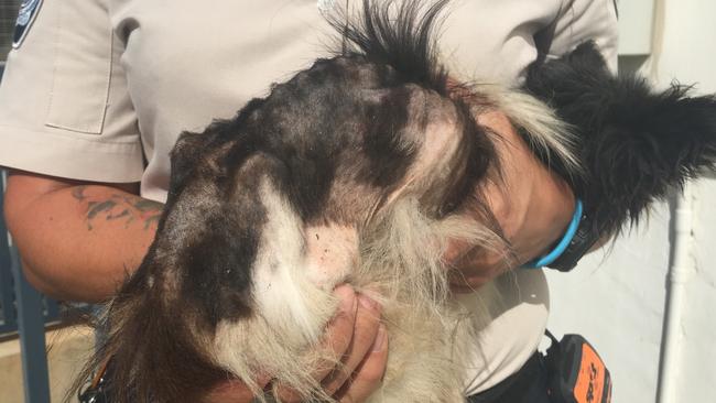 A Hebersham woman has been ordered to pay more than $15,000 to the RSPCA after being sentenced on animal cruelty charges towards three dogs after they were found emaciated and diseased. Picture: RSPCA NSW