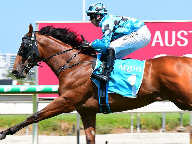 Farnan gallops between races at the Gold Coast. Picture: Trackside Photography