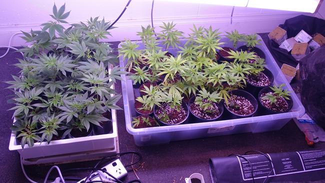 Some of the cannabis found growing during a raid earlier this week. Picture: SA Police