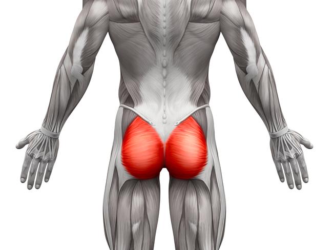 The glutes underpin efficient human movement