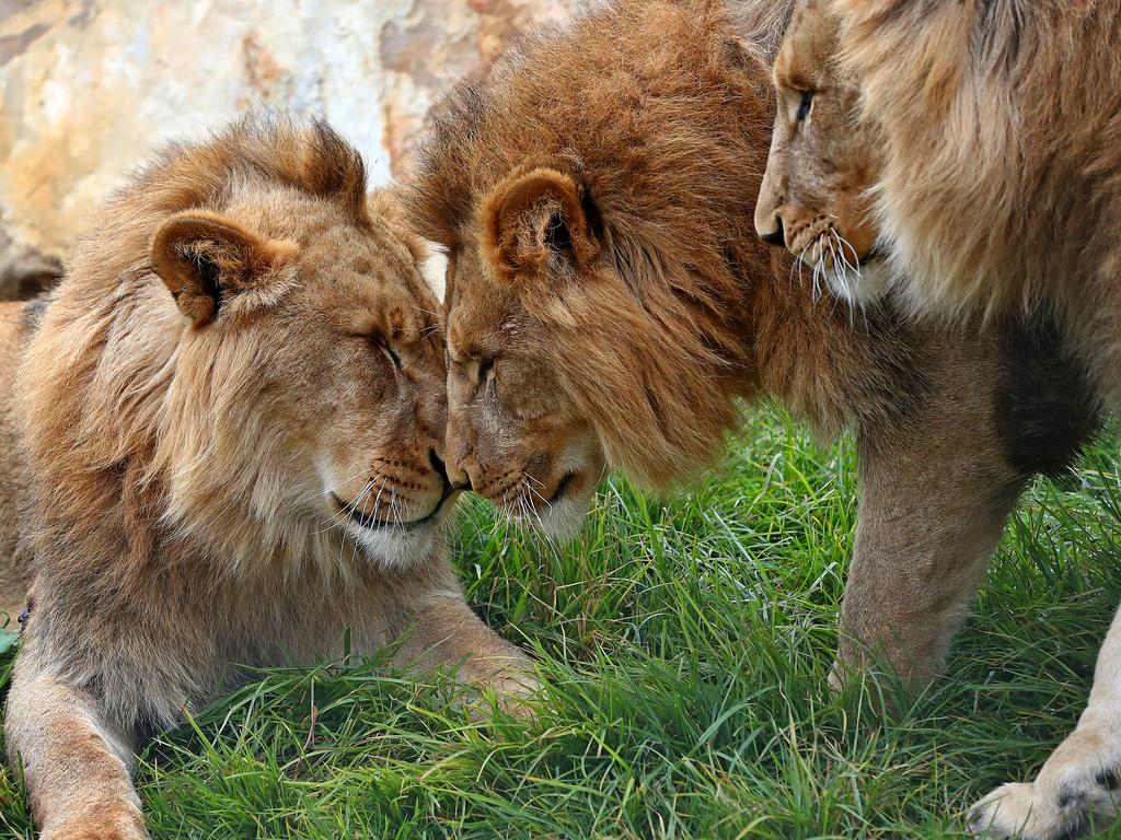 First look at the lion and cheetah enclosures inside Sydney Zoo in Bungarribee in Sydney's west, the first zoo to open in Sydney in over 100 years. Four lion siblings brought in from Taronga Western Plains Zoo in Dubbo get familiar with their new surroundings. Brothers Karoo, Virunga, Sheru and Bakari make themselves comfortable. Picture: Toby Zerna