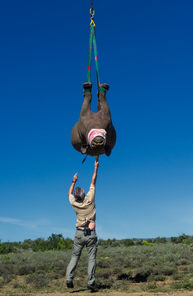 In attempts to protect rhino populations, conservationists have tried dehorning (to try to make rhinos less desirable to poachers), translocation (moving rhinos, including upside-down via helicopter). Picture: Australscope