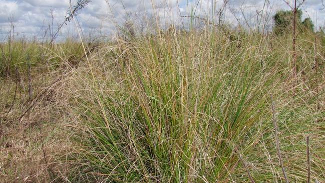 NO GOOD GRASS: This clump of African Lovegrass is one of many across the South Burnett. Photo Kate Benedict / South Burnett Times