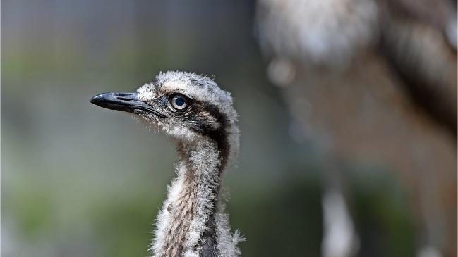 A rare Bush Stone-curlew chick has been born at Australian Reptile Park