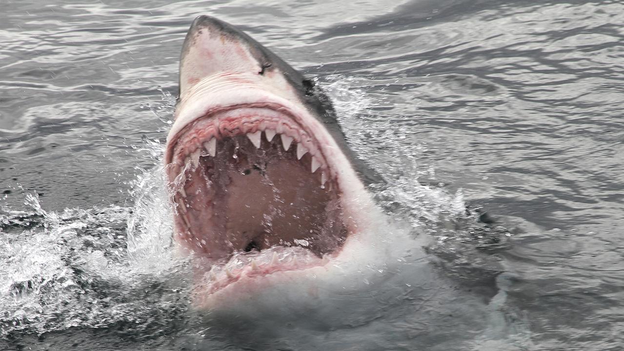 Port Macquarie shark attack: 13-year-old bitten by shark at Town Beach ...