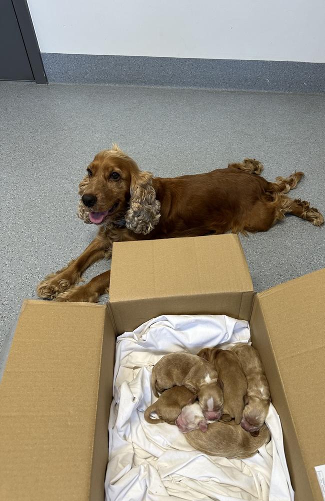 Frankie and her six cocker spaniel puppies. Photo: Chloe Blatchford.