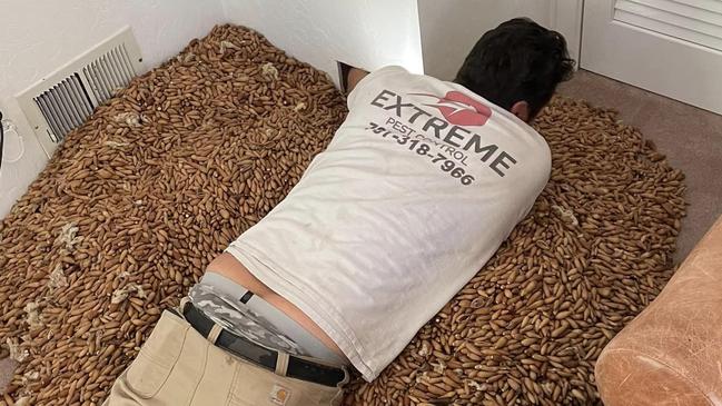 Nick Castro, the owner of Nick’s Extreme Pest Control in California, was called to a house to deal with a woodpecker that was causing damage. Picture: Facebook