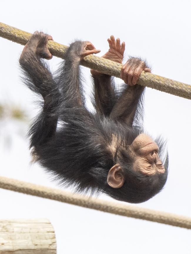 Chimp baby Hope Monarto Safari Park. Picture: Adrian Mann/ZoosSA