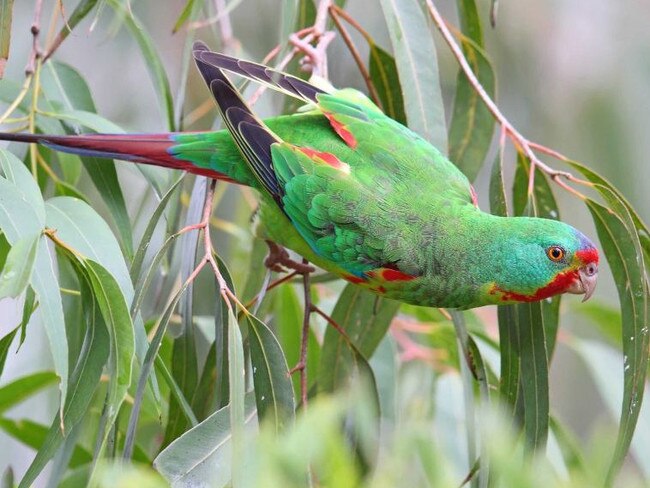 Critically endangered Swift parrot could be lost on the Central Coast..