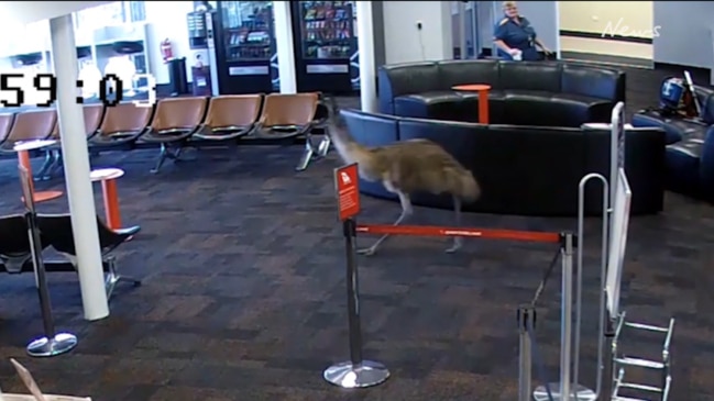 Emu wanders into Whyalla Airport