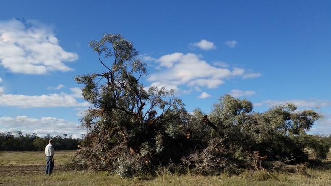 A pastoral company was fined $18,000 after pleading guilty to illegally clearing land in the Kumbarilla State Forest, southwest of Dalby. Picture: DES