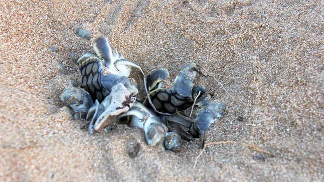 NESTING SEASON: Flatback hatchlings emerge.