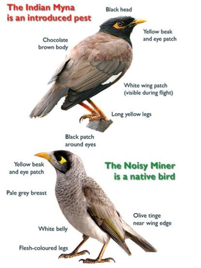 new-program-targeting-indian-myna-bird-in-clarence-valley-daily-telegraph