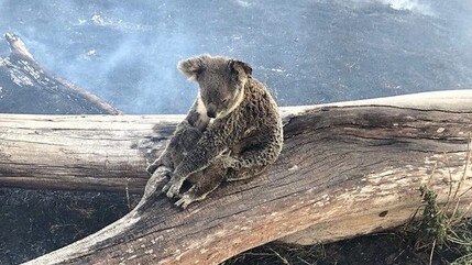 This koala mum and her joey were rescued by Jimboomba Police and Wildcare volunteers in the Gold Coast hinterland bushfires.