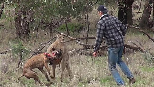 Mr Tonkins, who works at Taronga Western Plains Zoo, runs in to save his dog Max who is in a headlock.