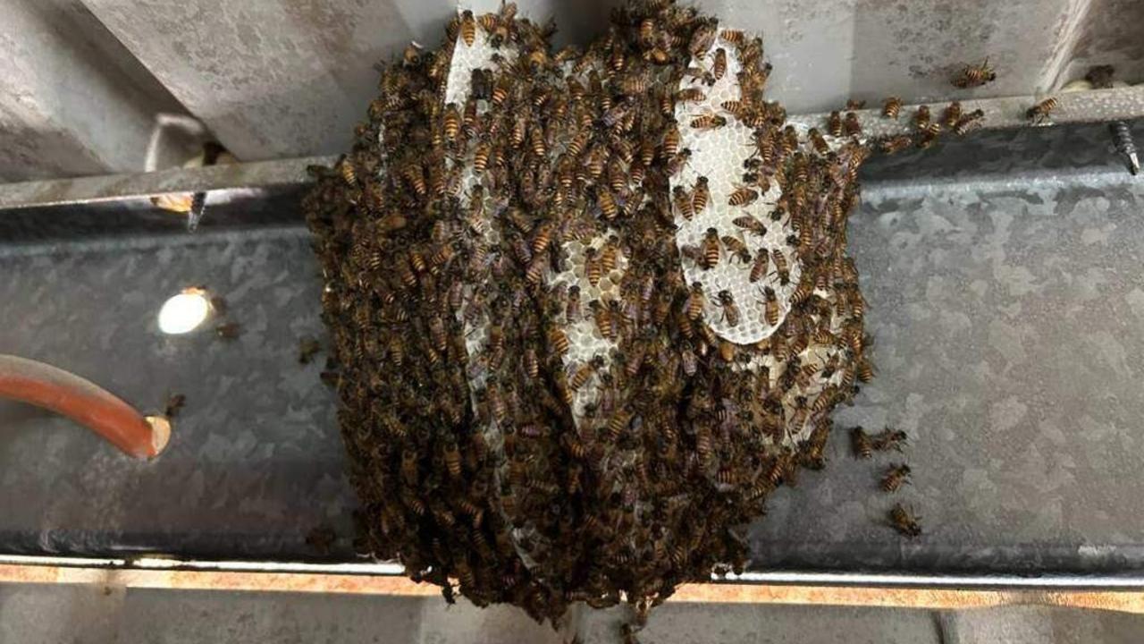 The Asian honey bee swarm detected at the Port of Townsville, January 10, 2025.