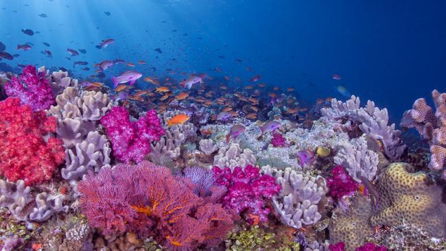 Coral and marine life in the Bligh Waters, Fiji.