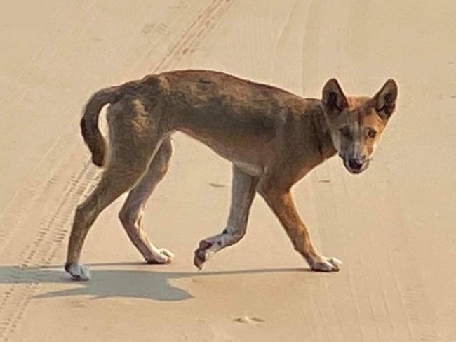 A dingo on the beach on Fraser Island.