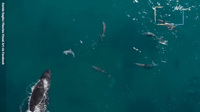 Humpback whale and dolphins at Port Elliot