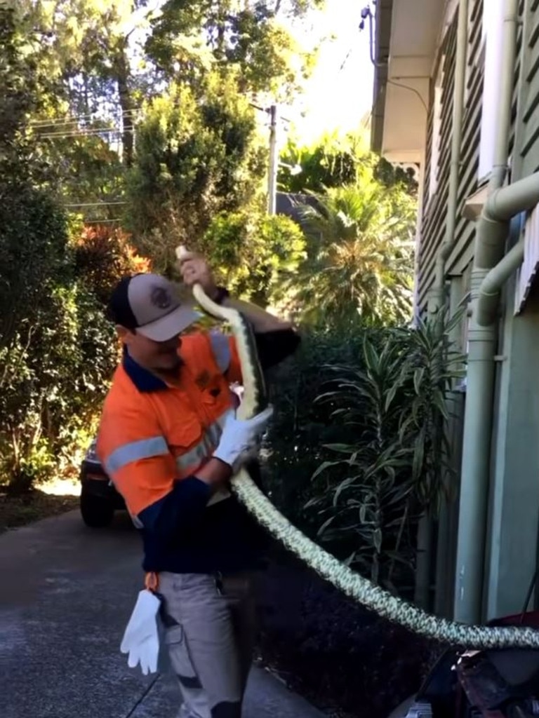 A Brisbane snake catcher has wrangled a large Coastal Carpet Python out from a car engine in Bardon. Photo: Snake Catchers Brisbane &amp; Gold Coast