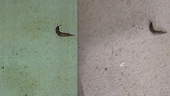 A photo showing a slug in the I Cook Foods facility in Dandenong that was sent to the owners (left) compared to the original photo taken during a health inspection (right).