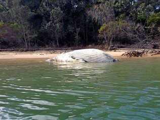 A humpback whale, believed to be a baby, washed up at the southern end of Fraser Island. Picture: Contributed