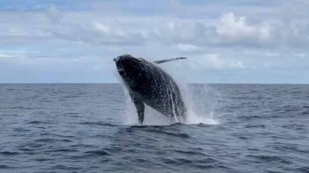 A humpback whale breaching off the coast ... what a marvellous winter sight!