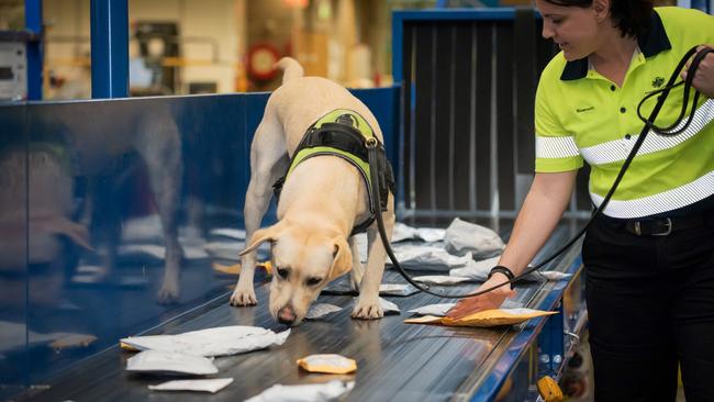 Detector dogs are being used to detect foot and mouth disease in imports. Picture: Supplied