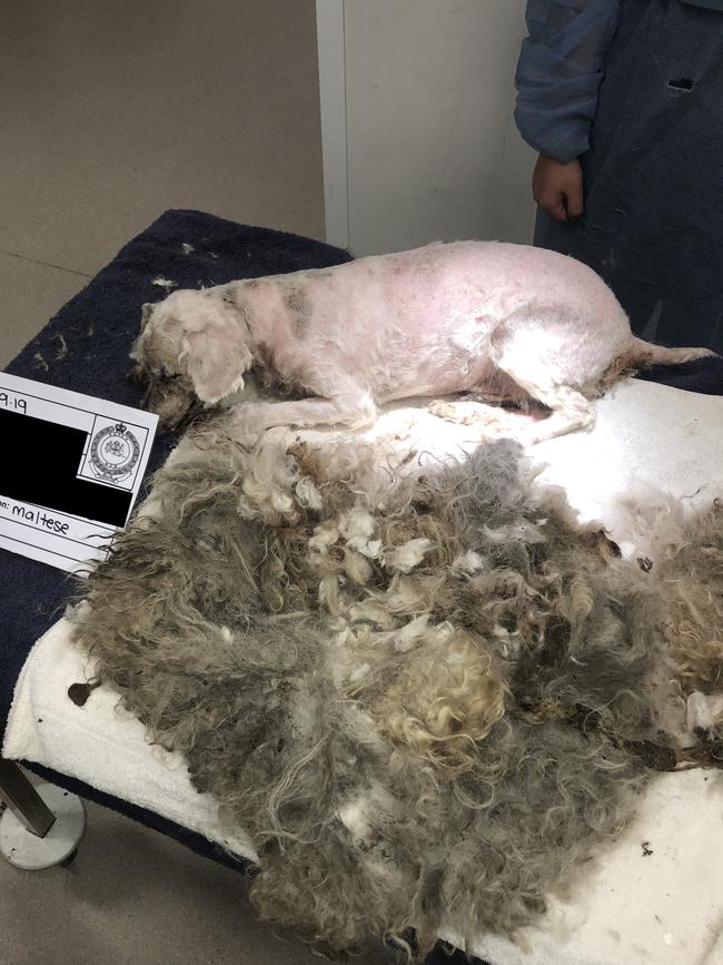 Shocking photos show the neglect suffered by Aviary, a poodle cross seized from a Lethbridge Park home. Picture: RSPCA NSW