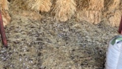 Mice have ruined "thousands and thousands" of dollars worth of grain and hay. Picture: Supplied