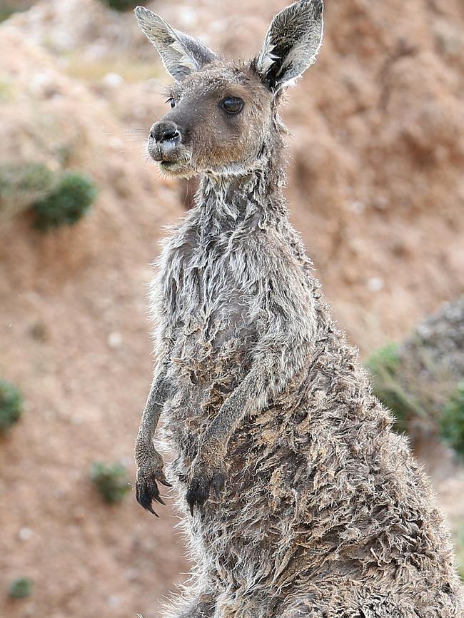 The kangaroo just before being captured. Picture: Stephen Laffer